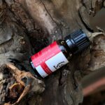 balm of gilead essential oil